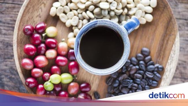 3 Fakta Kopi Todolo, Biji Kopi Tertua Warisan Leluhur Toraja